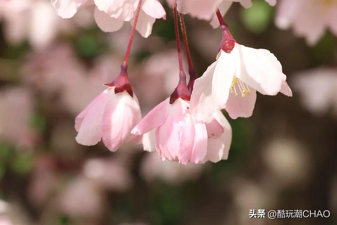 2024年乐高万圣节和圣诞节三款季节性套装公布！
