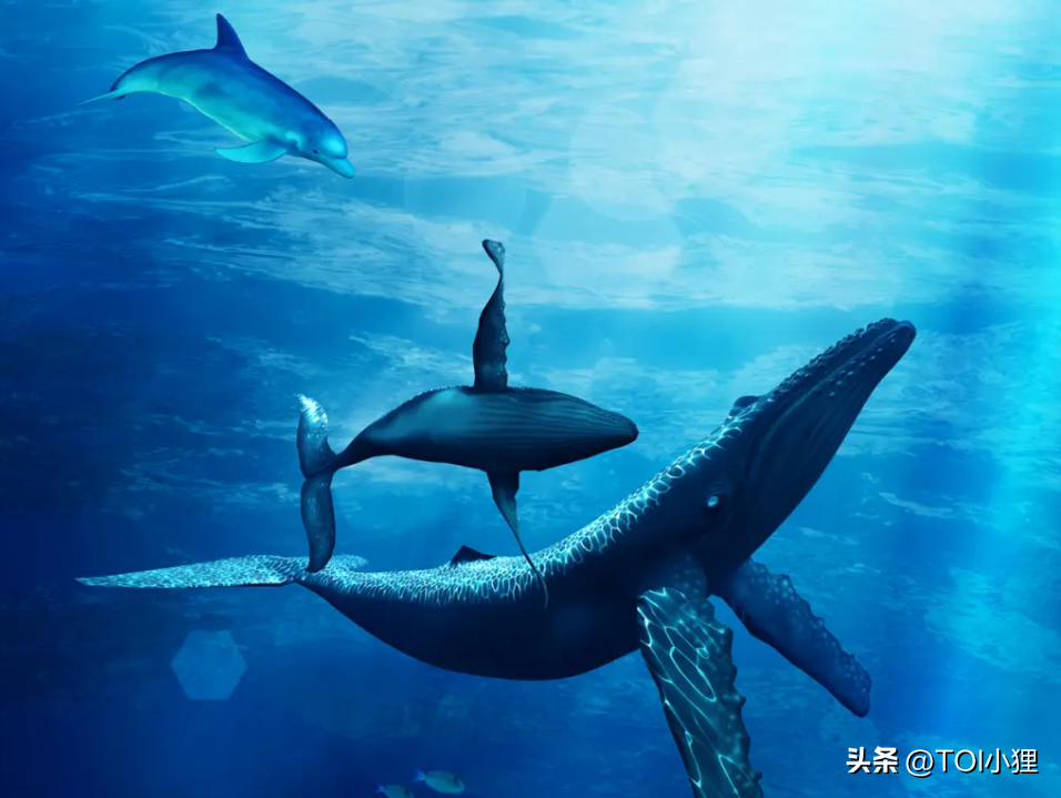 海洋之歌木质拼图，TOI图益与鲸鱼穿越蓝色海底王国