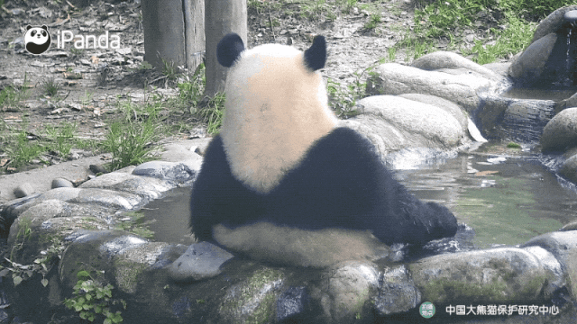 熊猫竹居